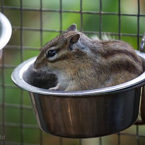 Siberian chipmunk : Hamerton : 31 Aug 2014