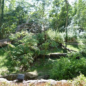 Bonobo Exhibit - September 2014