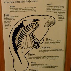 Manatee Graphic - September 2014