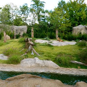Lion Exhibit - September 2014