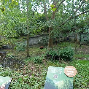 Red Panda Exhibit #1 - September 2014