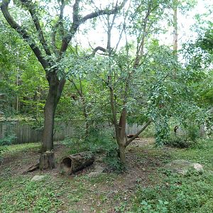 Red Panda Exhibit #2 - September 2014