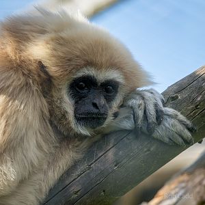 Lar gibbon : Hamerton : 31 Aug 2014
