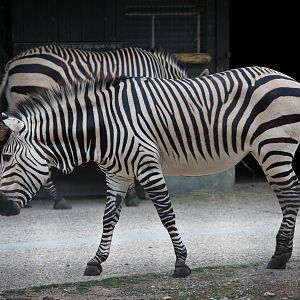 Hartmann's mountain zebra : Marwell : 08 Aug 2014