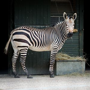 Hartmanns mountain zebra : Marwell : 08 Aug 2014
