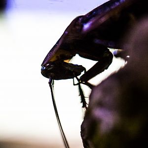 Deaths head cockroach : Cotswold WP : 28 May 2014