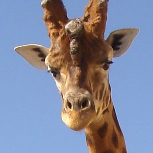 Male Giraffe 2009
