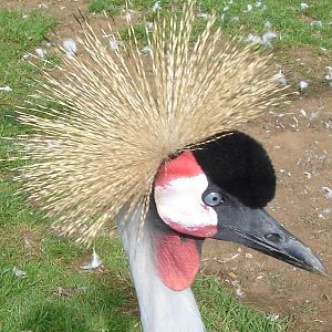 Crowned Crane 2009