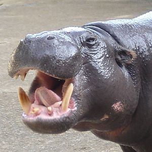 Pygmy Hippo 2009