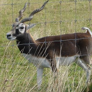 Male Blackbuck 2009