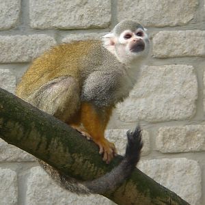 Squirrel Monkey 2009