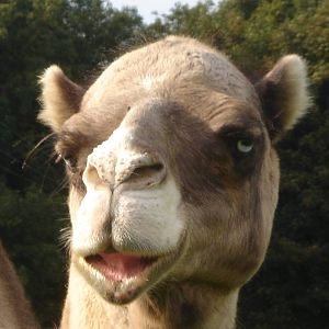 Arabian Camel 2009
