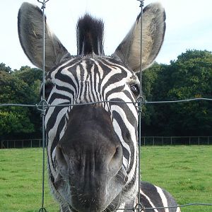 Stallion Grant`s Zebra.