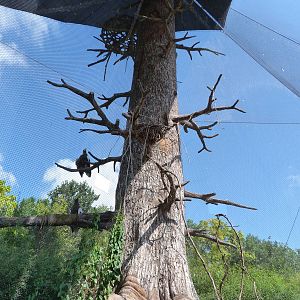 Stellar's Sea Eagle Exhibit