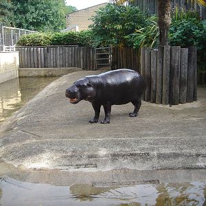 Pygmy Hippo Enclosure.