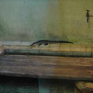 Young Morelet`s Crocodile 2009