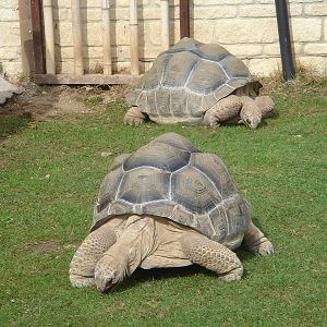 Aldabran Giant Tortoises 2009.