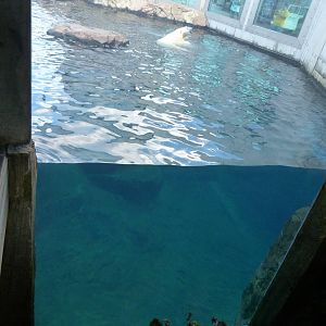 Deep Bear Pool - Glacier Run