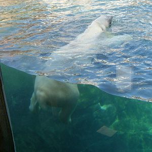 Glacier Run, Sept. 2014