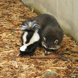 Mixed exhibit of Striped Skunk and Raccoon 2011.