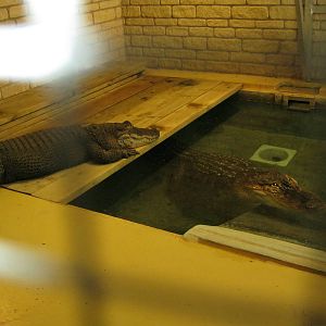 American Alligators 2011.