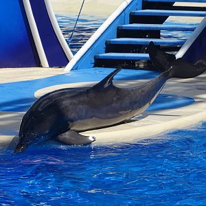 Dolphin at SeaWorld Orlando