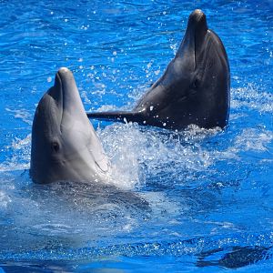 Dolphins Performing at SeaWorld