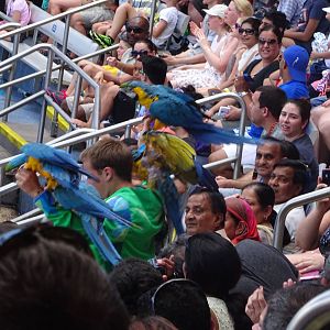 Macaws During Blue Horizons at SeaWorld Orlando