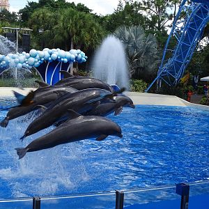 Dolphins and Macaws Performing at SeaWorld Orlando