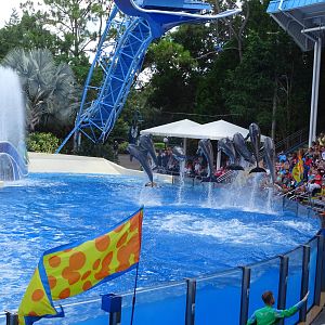 Dolphins and Macaws Performing at SeaWorld Orlando