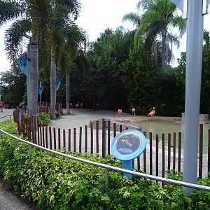 Flamingo Exhibit at SeaWorld Orlando