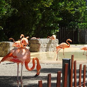 Flamingo Exhibit at SeaWorld Orlando