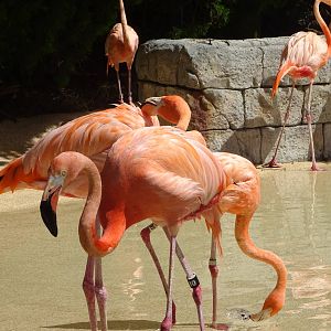 Flamingos at SeaWorld Orlando