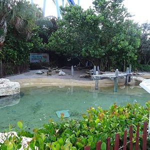 Pelican Exhibit at SeaWorld Orlando
