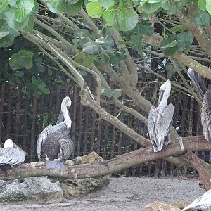 Pelicans at SeaWorld Orlando