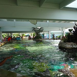 Stingray Touch Pool at SeaWorld Orlando