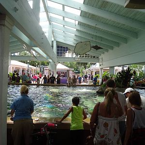 Stingray Touch Pool at SeaWorld Orlando