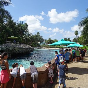 Dolphin Cove at SeaWorld