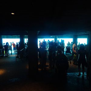 Dolphin Cove Underwater Viewing at SeaWorld Orlando