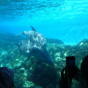 Dolphin Cove Underwater Viewing at SeaWorld Orlando