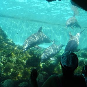 Dolphin Cove Underwater Viewing at SeaWorld Orlando
