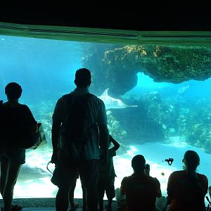 Dolphin Cove Underwater Viewing at SeaWorld Orlando