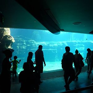 Manatee Exhibit at SeaWorld Orlando