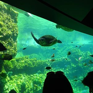Sea Turtle Exhibit at SeaWorld Orlando