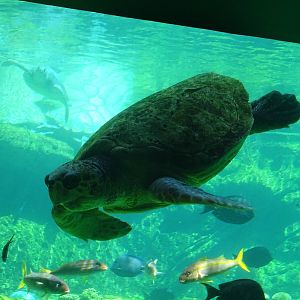 Sea Turtle at SeaWorld Orlando
