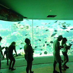 Sea Turtle Exhibit at SeaWorld Orlando