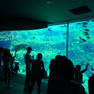 Sea Turtle Exhibit at SeaWorld Orlando