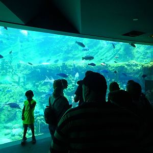 Sea Turtle Exhibit at SeaWorld Orlando