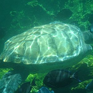 Sea Turtle at SeaWorld Orlando