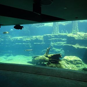 Manatee Exhibit at SeaWorld Orlando